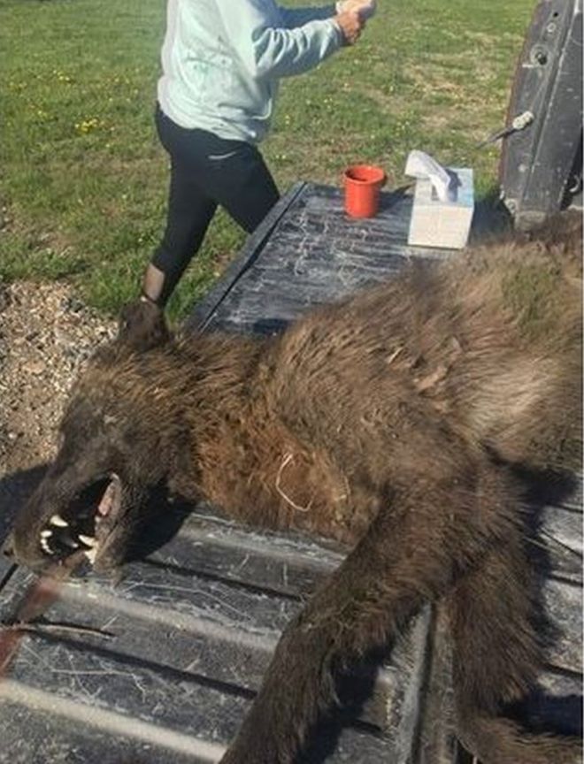 Montana Wolf