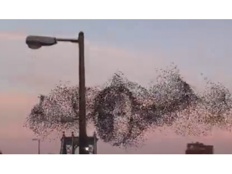 Face made by birds
